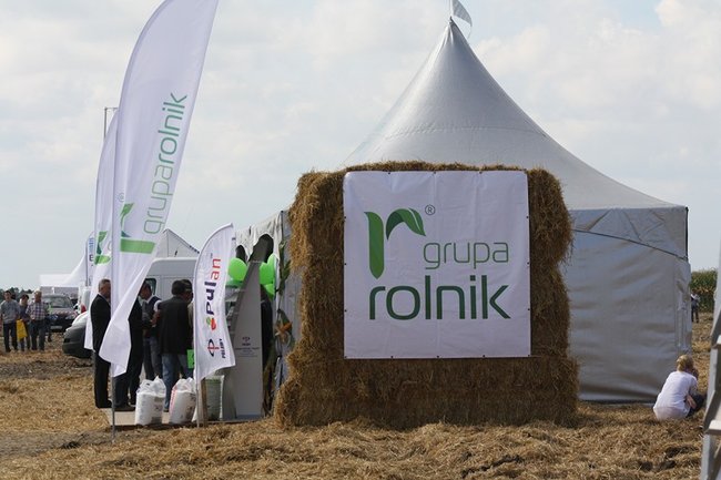 Tłumy na kukurydzianych polach - zdjęcia