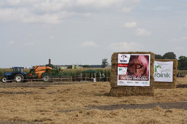 Tłumy na kukurydzianych polach - zdjęcia
