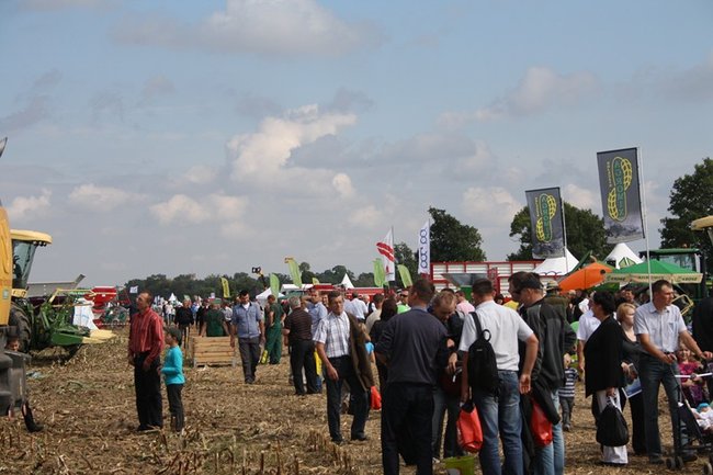 Tłumy na kukurydzianych polach - zdjęcia