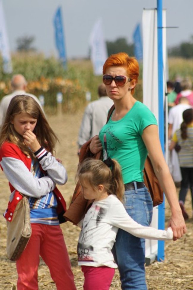 Tłumy na kukurydzianych polach - zdjęcia