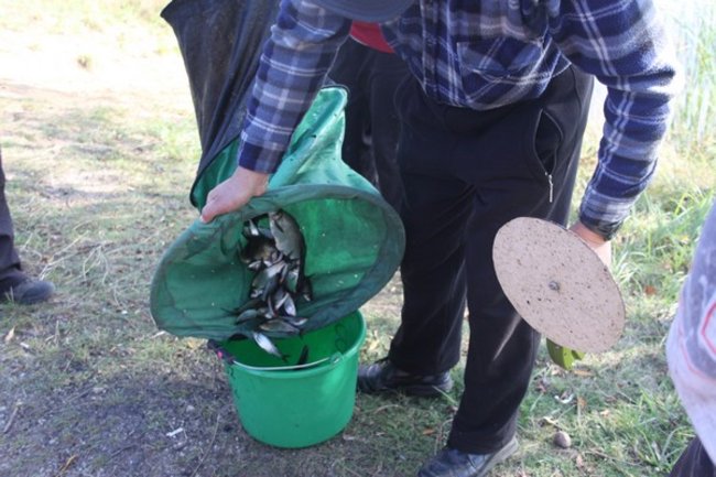 Mistrz wyciągnął 11 kg płoci - zdjęcia