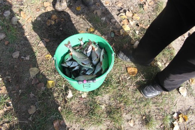 Mistrz wyciągnął 11 kg płoci - zdjęcia