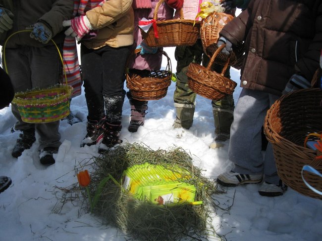 Szukali zająca w śniegu - zdjęcia