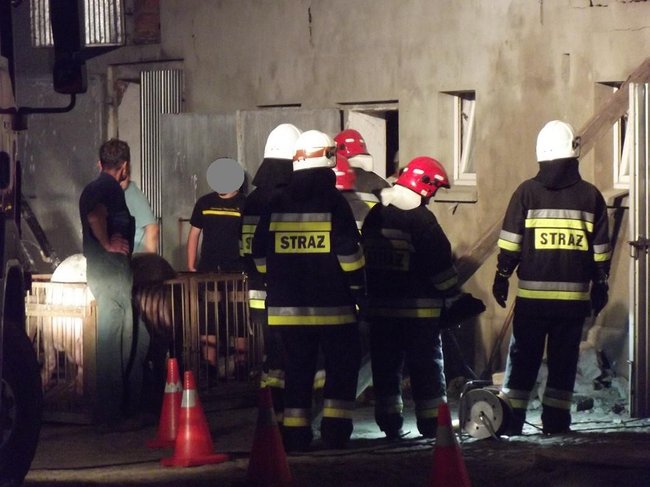 Strop runął na zwierzęta - zdjęcia