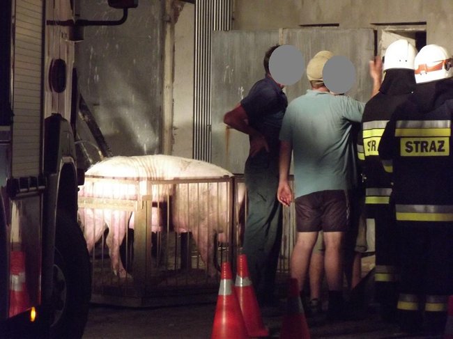 Strop runął na zwierzęta - zdjęcia