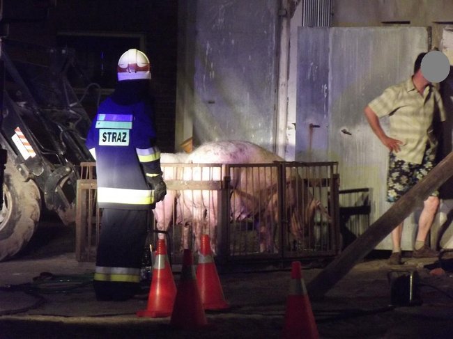 Strop runął na zwierzęta - zdjęcia
