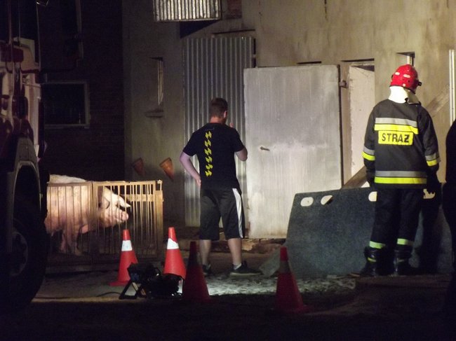 Strop runął na zwierzęta - zdjęcia