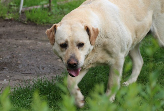 Mój przyjaciel pies - fotozabawa