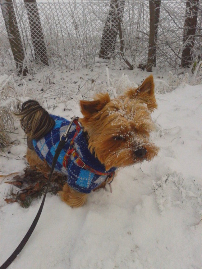 Mój przyjaciel pies - fotozabawa