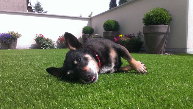 Mój przyjaciel pies - fotozabawa