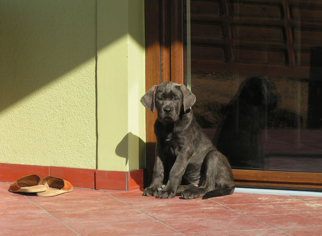 Mój przyjaciel pies - fotozabawa