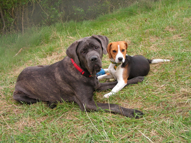 Mój przyjaciel pies - fotozabawa