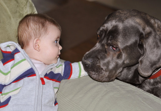 Mój przyjaciel pies - fotozabawa