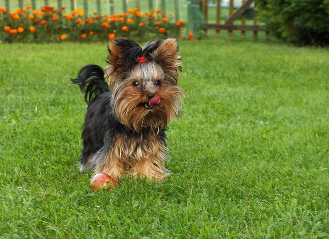 Mój przyjaciel pies - fotozabawa