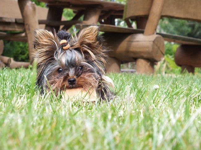 Mój przyjaciel pies - fotozabawa