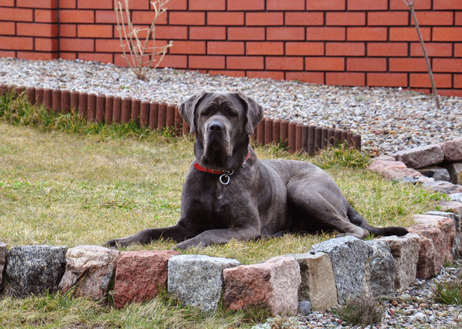 Mój przyjaciel pies - fotozabawa