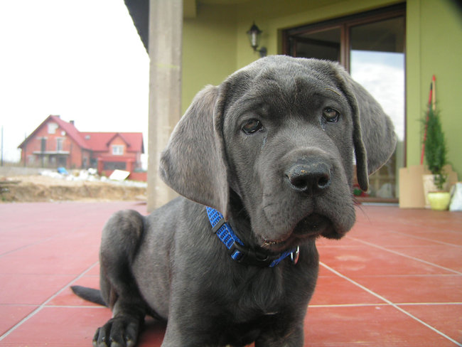 Mój przyjaciel pies - fotozabawa