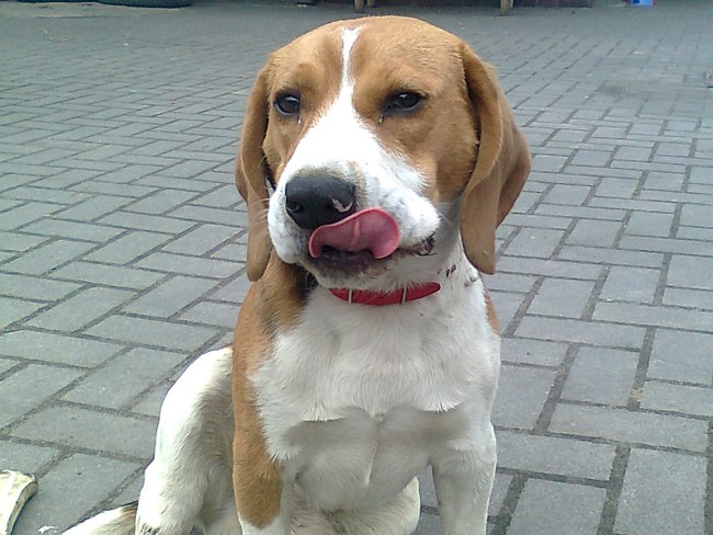 Mój przyjaciel pies - fotozabawa