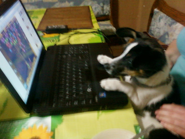 Mój przyjaciel pies - fotozabawa