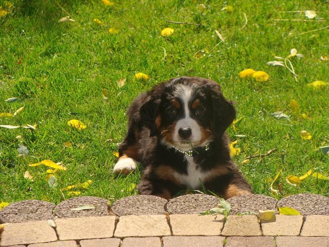 Mój przyjaciel pies - fotozabawa