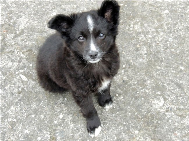 Mój przyjaciel pies - fotozabawa