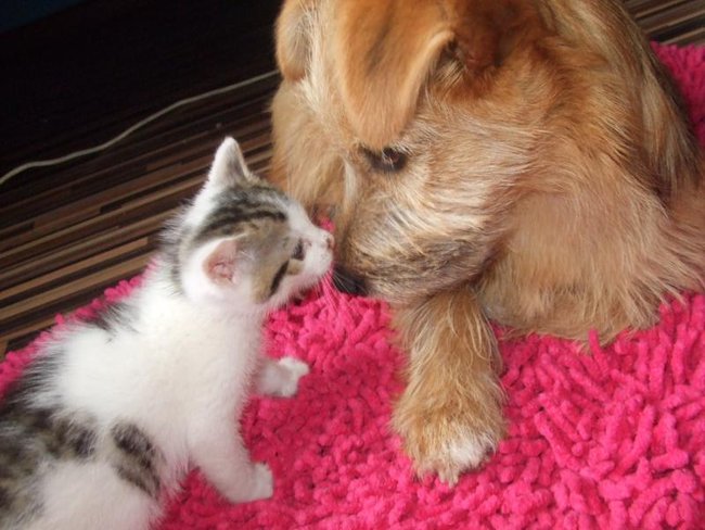 Mój przyjaciel pies - fotozabawa