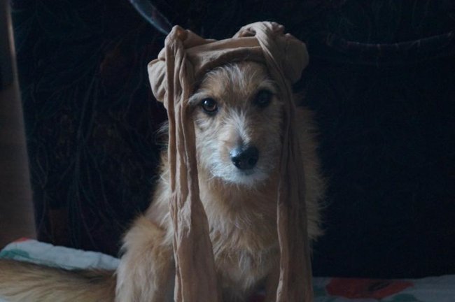 Mój przyjaciel pies - fotozabawa