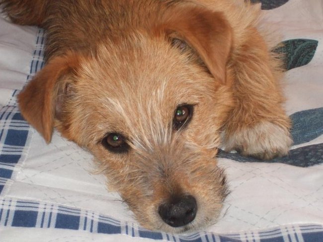 Mój przyjaciel pies - fotozabawa