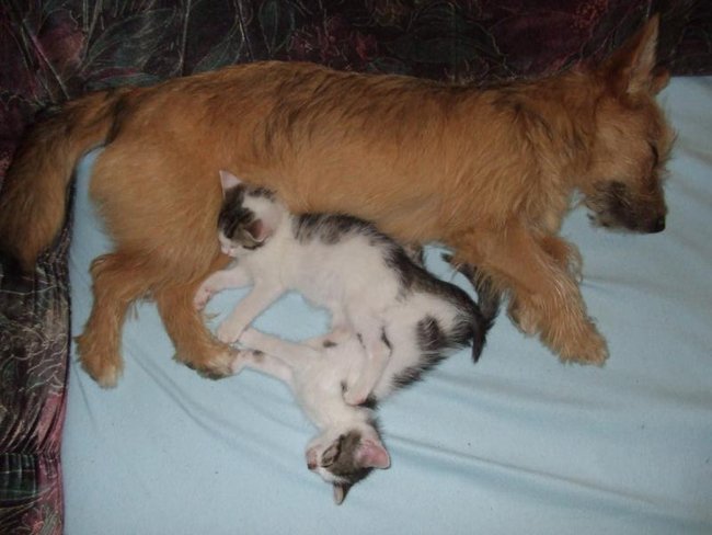 Mój przyjaciel pies - fotozabawa