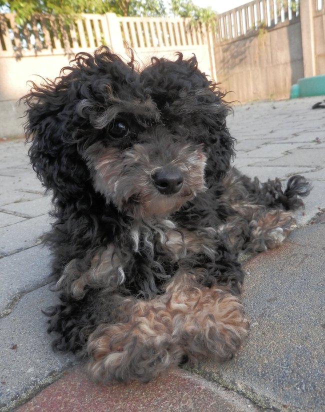 Mój przyjaciel pies - fotozabawa