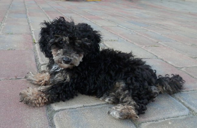 Mój przyjaciel pies - fotozabawa