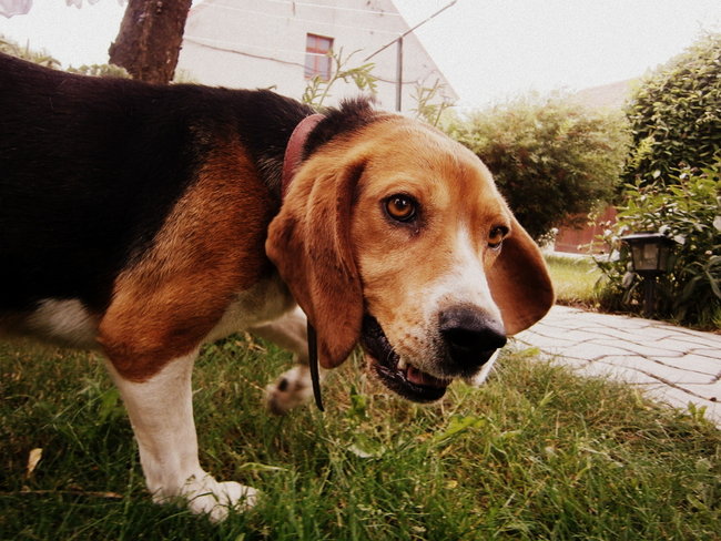 Mój przyjaciel pies - fotozabawa