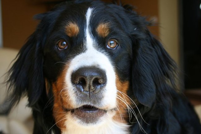 Mój przyjaciel pies - fotozabawa