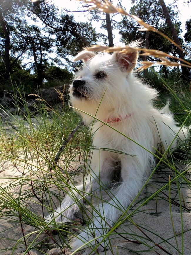 Mój przyjaciel pies - fotozabawa