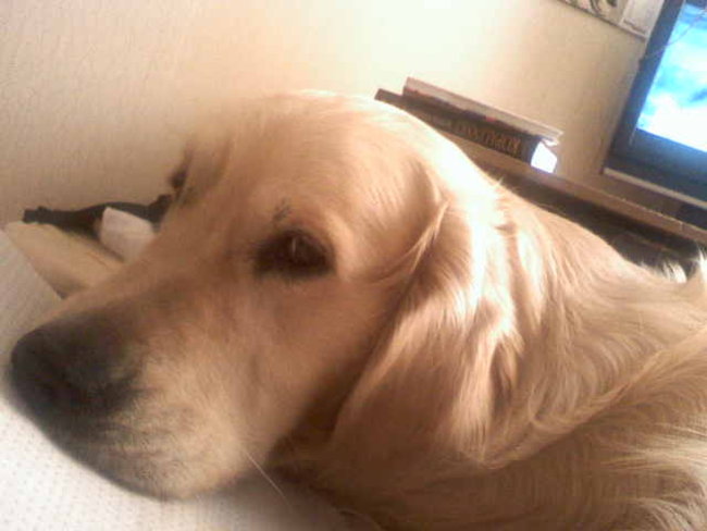 Mój przyjaciel pies - fotozabawa