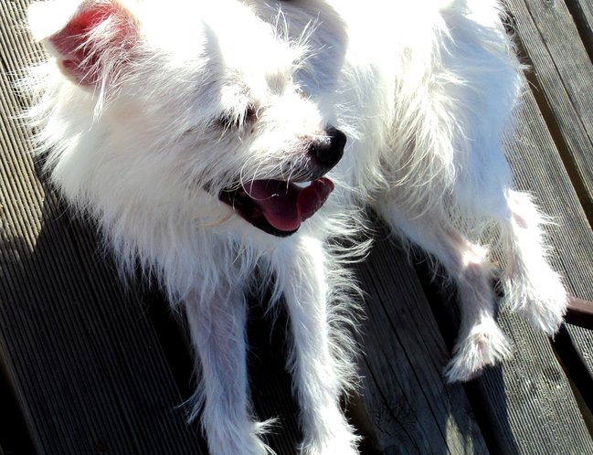 Mój przyjaciel pies - fotozabawa