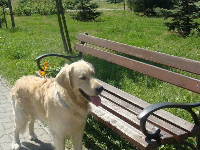 Mój przyjaciel pies - fotozabawa