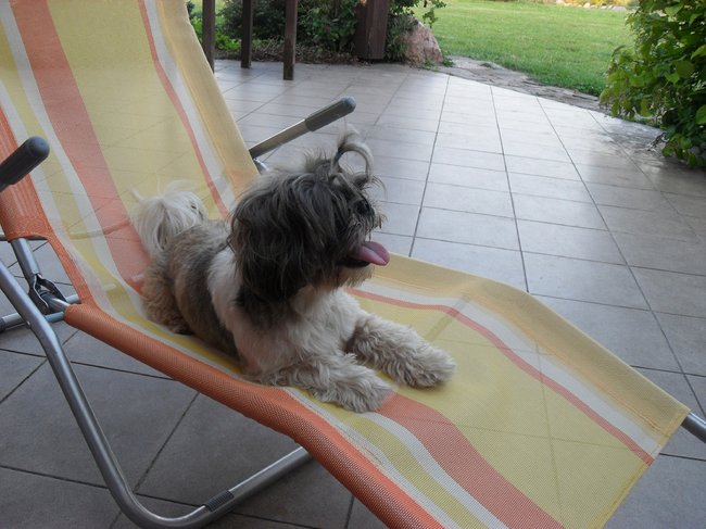 Mój przyjaciel pies - fotozabawa