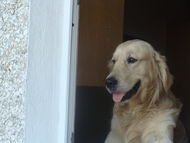 Mój przyjaciel pies - fotozabawa