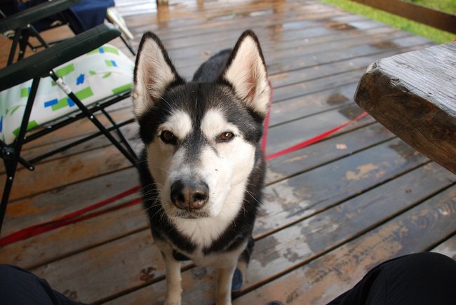 Mój przyjaciel pies - fotozabawa