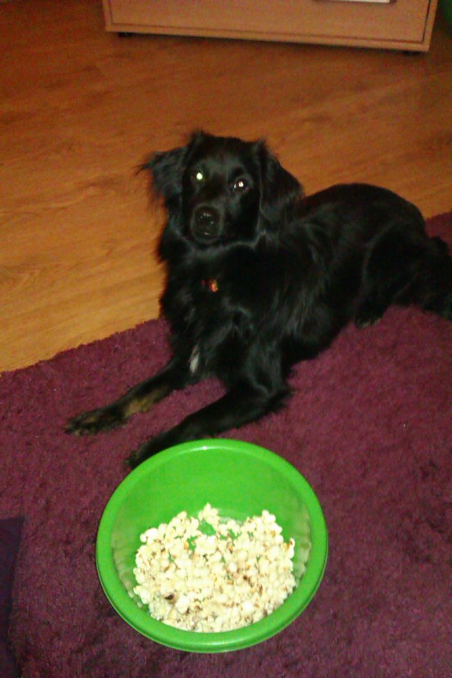 Mój przyjaciel pies - fotozabawa