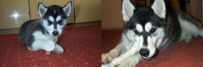 Mój przyjaciel pies - fotozabawa