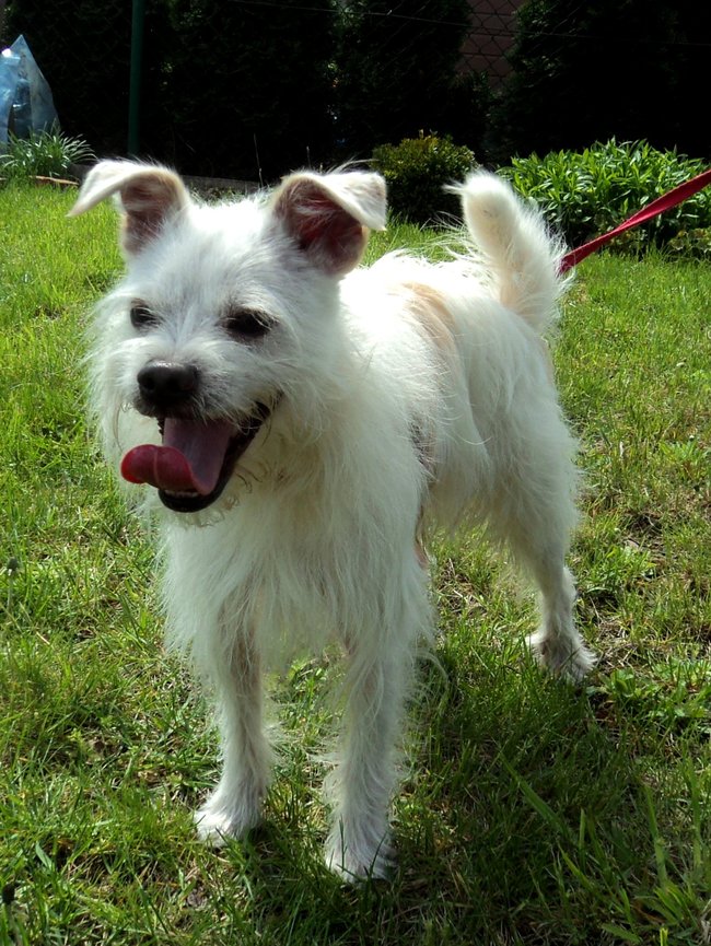 Mój przyjaciel pies - fotozabawa