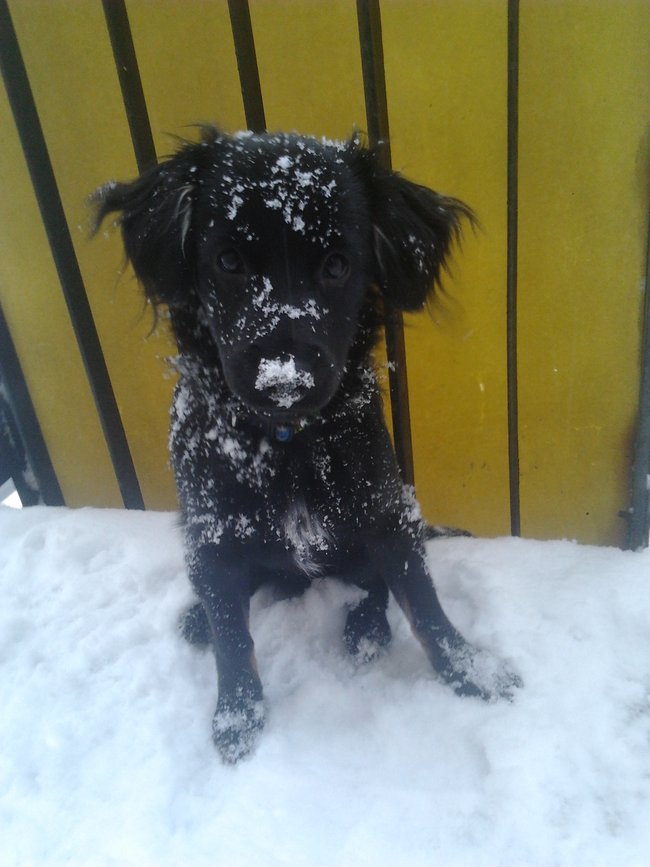 Mój przyjaciel pies - fotozabawa