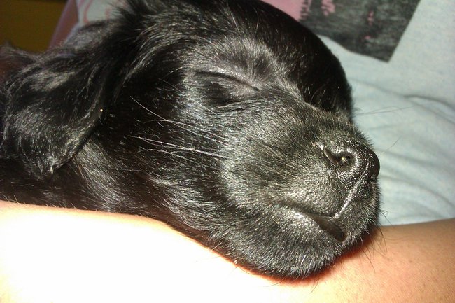 Mój przyjaciel pies - fotozabawa