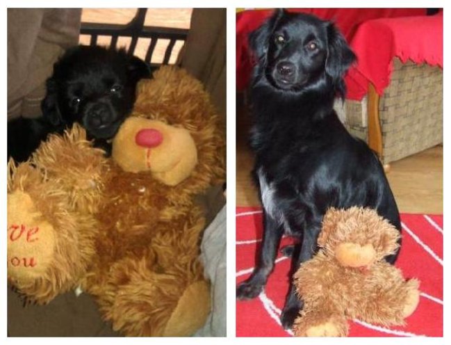 Mój przyjaciel pies - fotozabawa