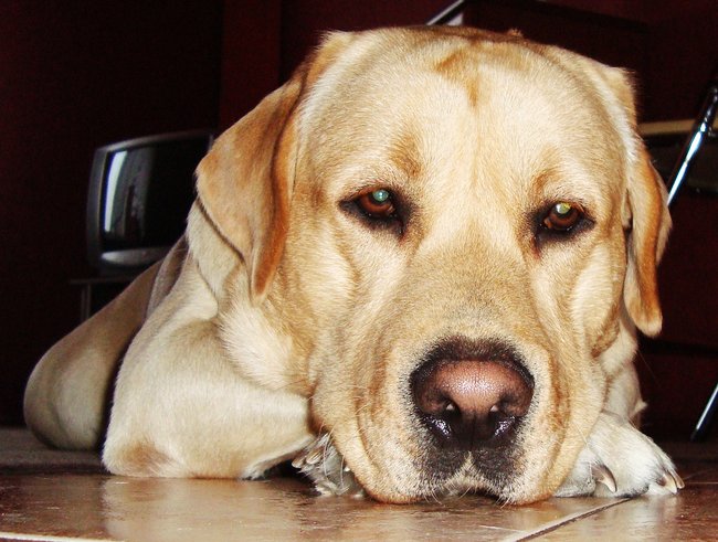 Mój przyjaciel pies - fotozabawa