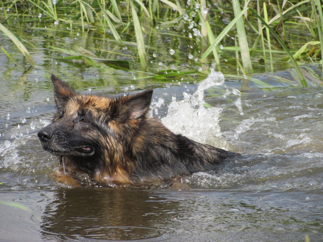 Mój przyjaciel pies - fotozabawa
