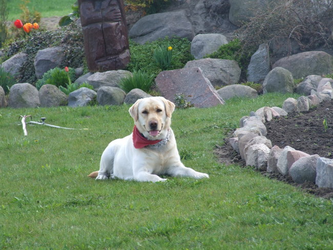 Mój przyjaciel pies - fotozabawa