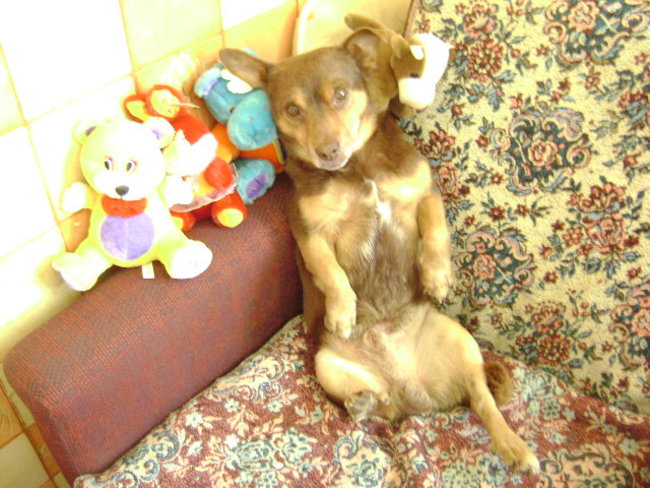 Mój przyjaciel pies - fotozabawa